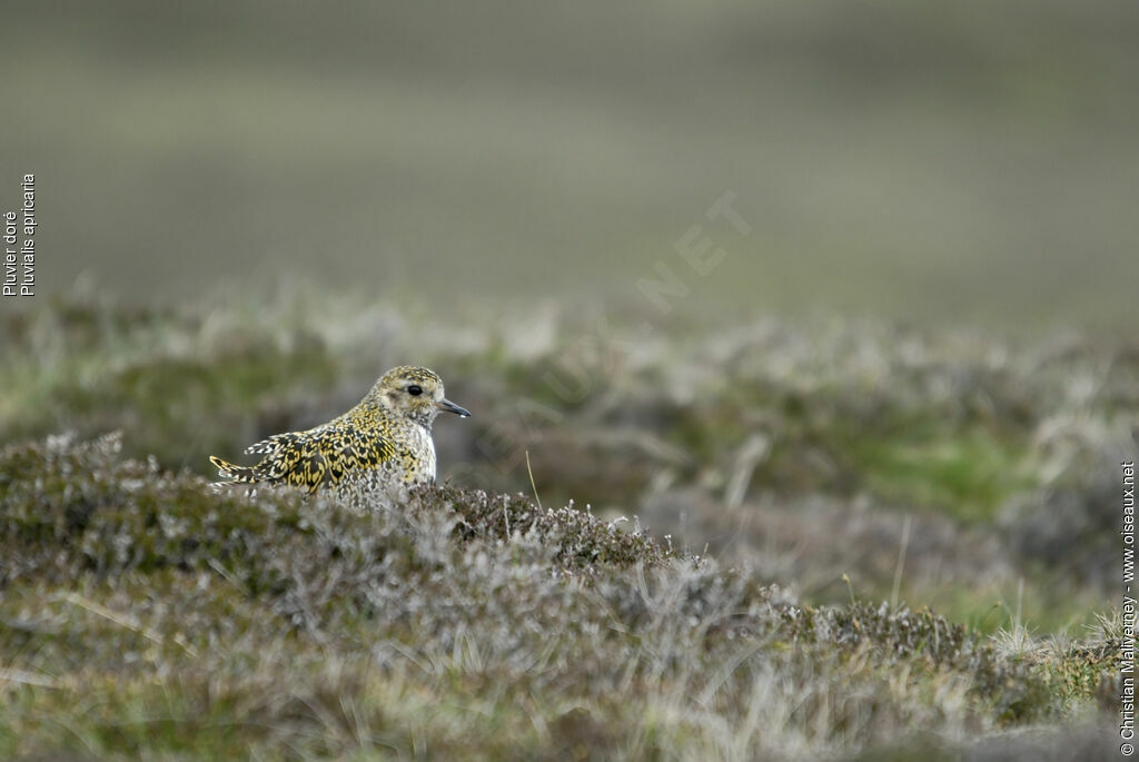 European Golden Ploveradult breeding, identification