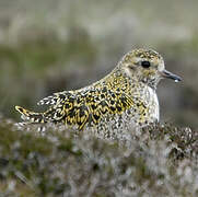 European Golden Plover