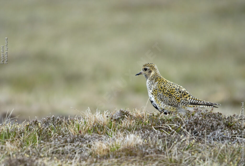 European Golden Ploveradult breeding, identification