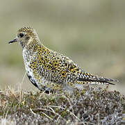 European Golden Plover