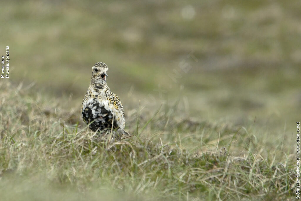 European Golden Plover male adult breeding, identification, song, Behaviour