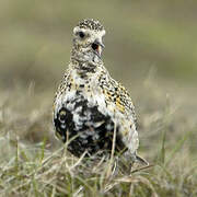 European Golden Plover