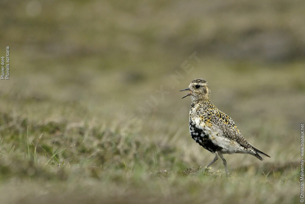 European Golden Plover male adult breeding, identification, song, Behaviour