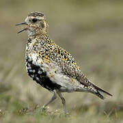 European Golden Plover