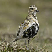 European Golden Plover