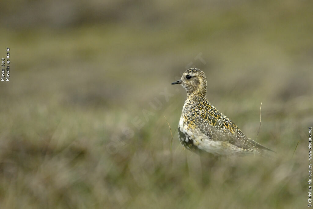 European Golden Plover male adult breeding, identification