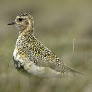 European Golden Plover