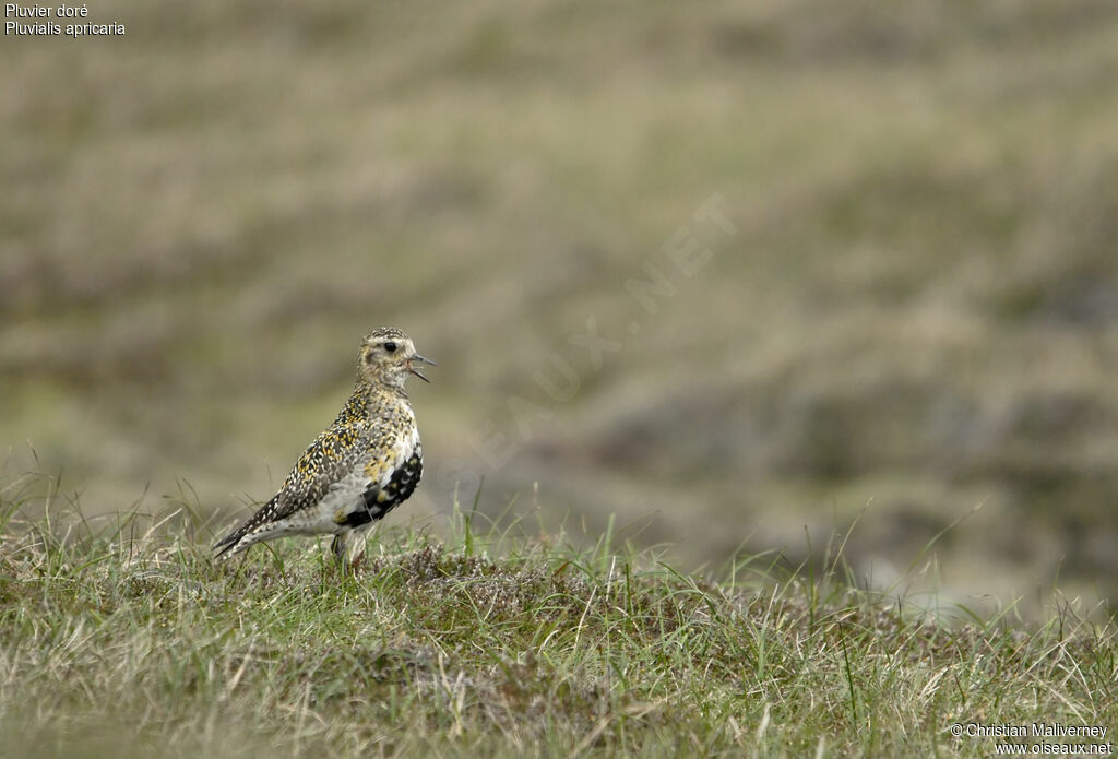 European Golden Plover male adult breeding, identification, song, Behaviour