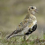 European Golden Plover