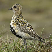 European Golden Plover