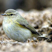 Willow Warbler