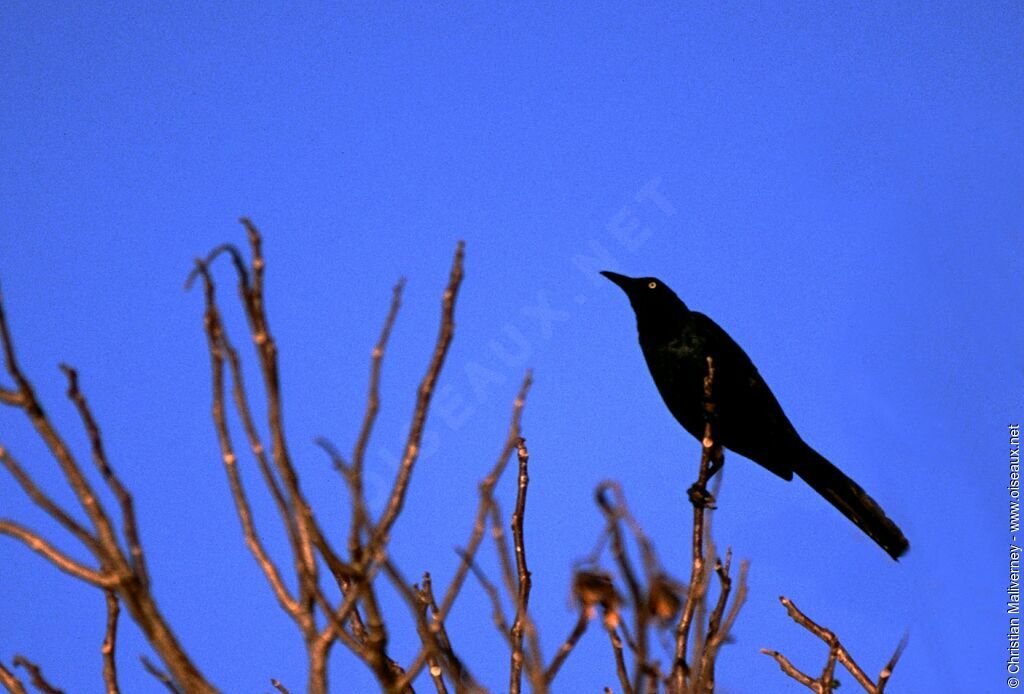 Great-tailed Grackleadult