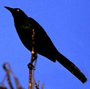 Great-tailed Grackle