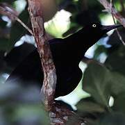 Great-tailed Grackle