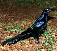 Great-tailed Grackle