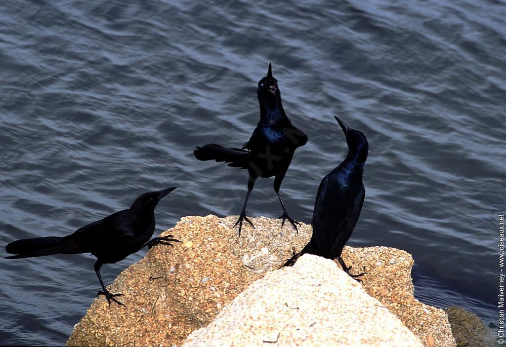 Common Grackleadult