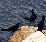 Common Grackle