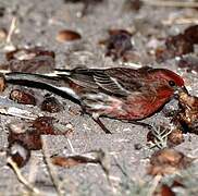 Purple Finch