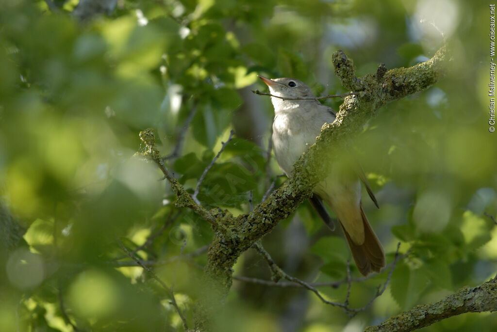 Common Nightingale male adult, identification