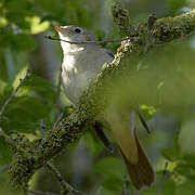 Common Nightingale