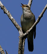 Common Nightingale