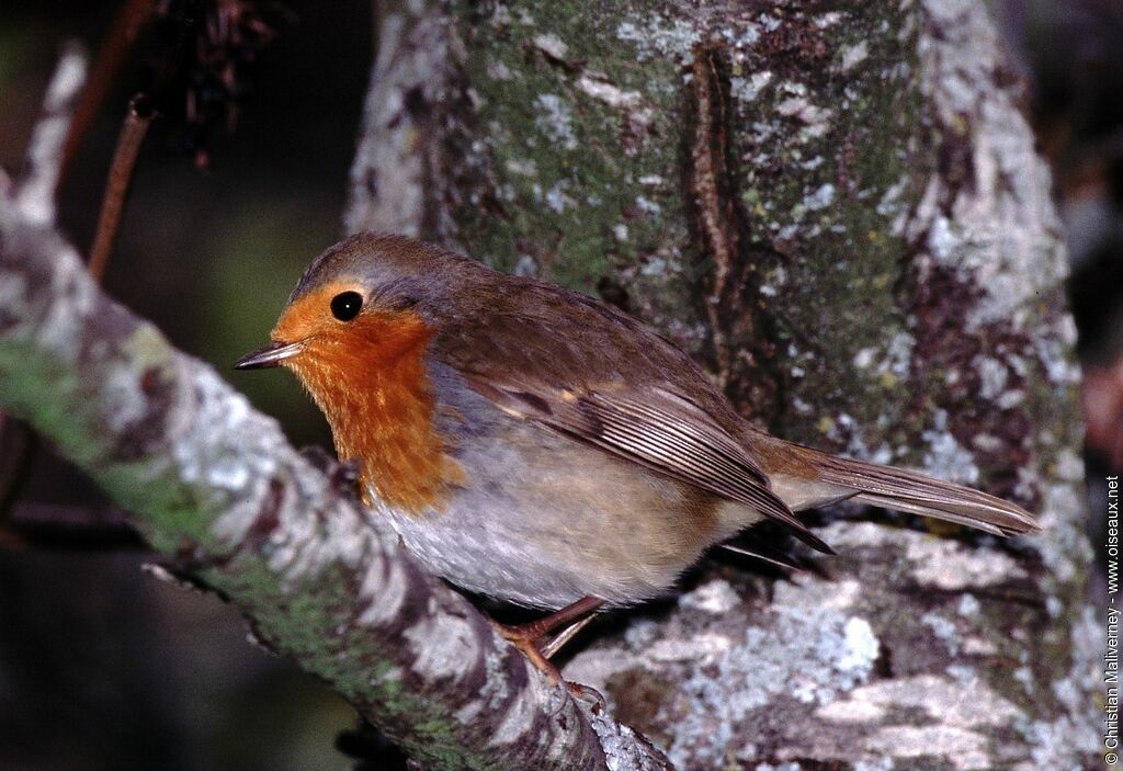 European Robinadult