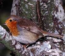 European Robin