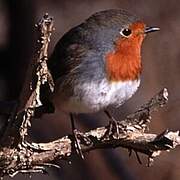 European Robin