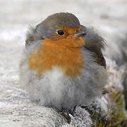 European Robin