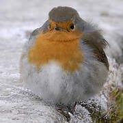 European Robin