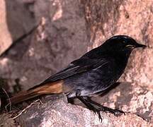 Black Redstart