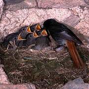 Black Redstart