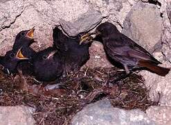 Black Redstart