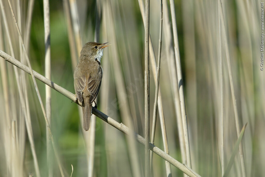 Common Reed Warbler male adult, song