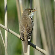 Eurasian Reed Warbler