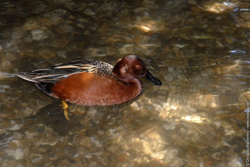 Cinnamon Teal male adult breeding