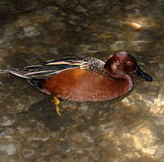 Cinnamon Teal