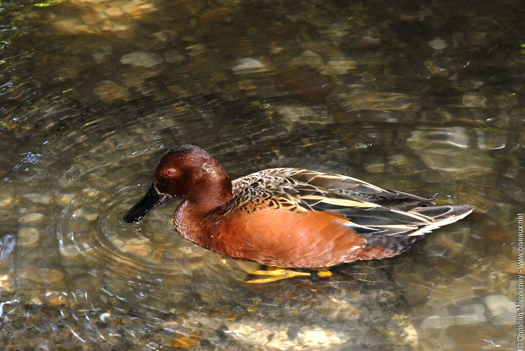 Cinnamon Teal male adult breeding