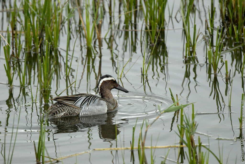 Garganey male adult breeding