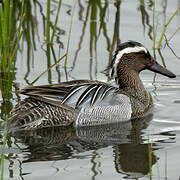 Garganey