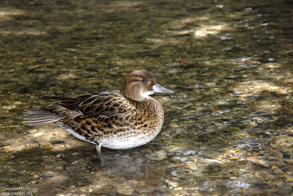 Baikal Teal female adult breeding, identification