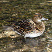 Baikal Teal