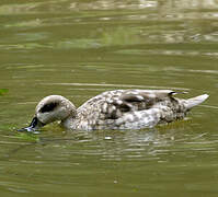 Marbled Duck