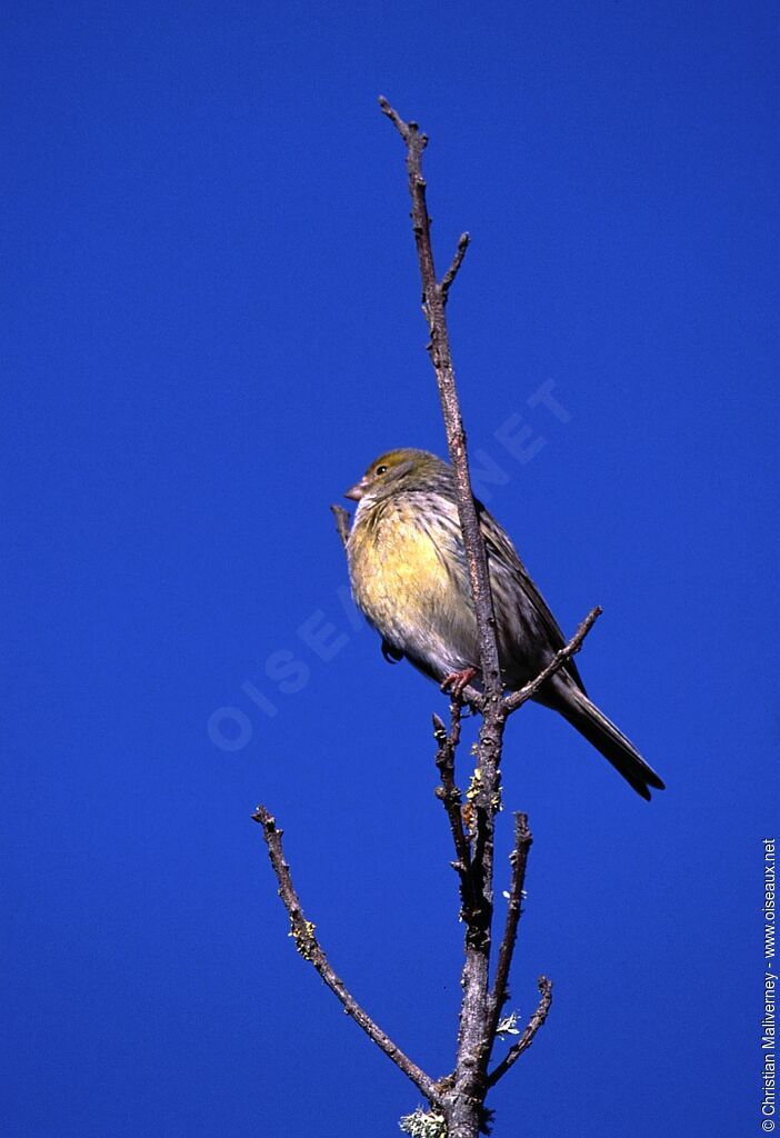 Atlantic Canary male adult