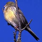 Serin des Canaries