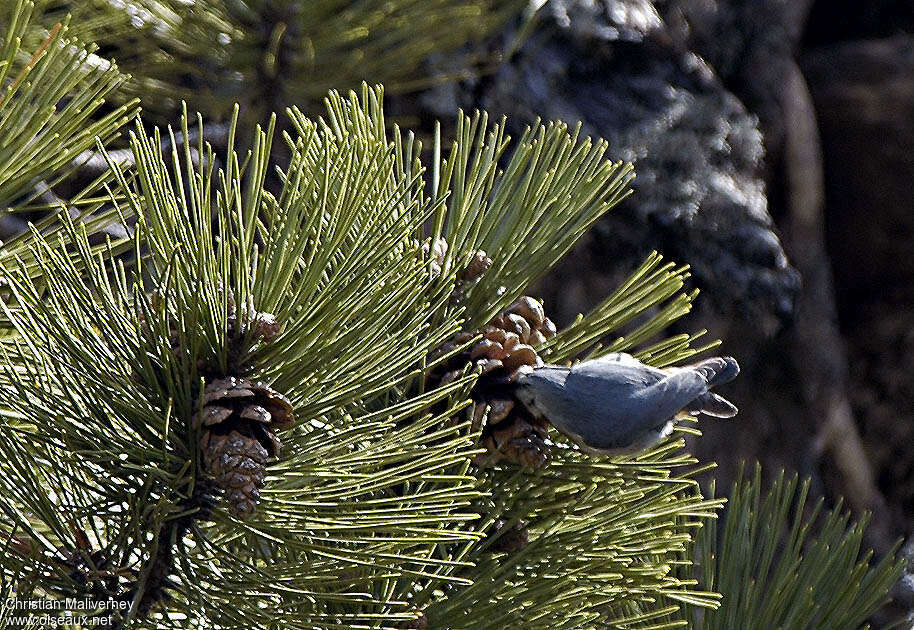 Krüper's Nuthatchadult, feeding habits