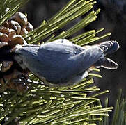 Krüper's Nuthatch