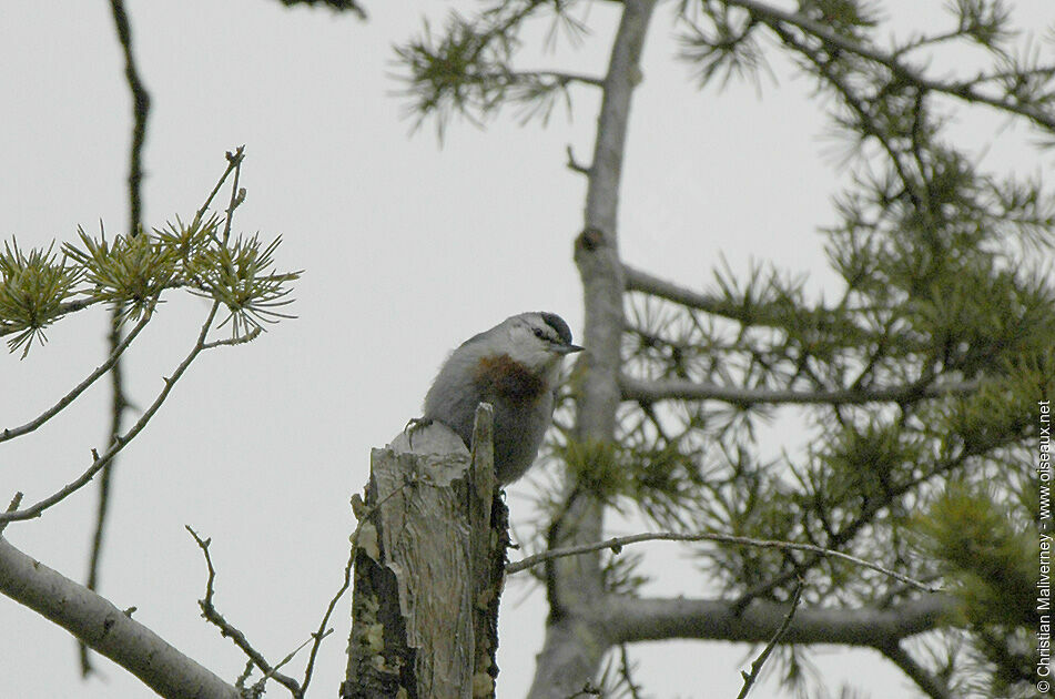 Krüper's Nuthatchadult