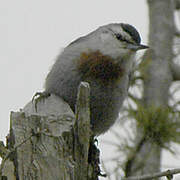 Krüper's Nuthatch