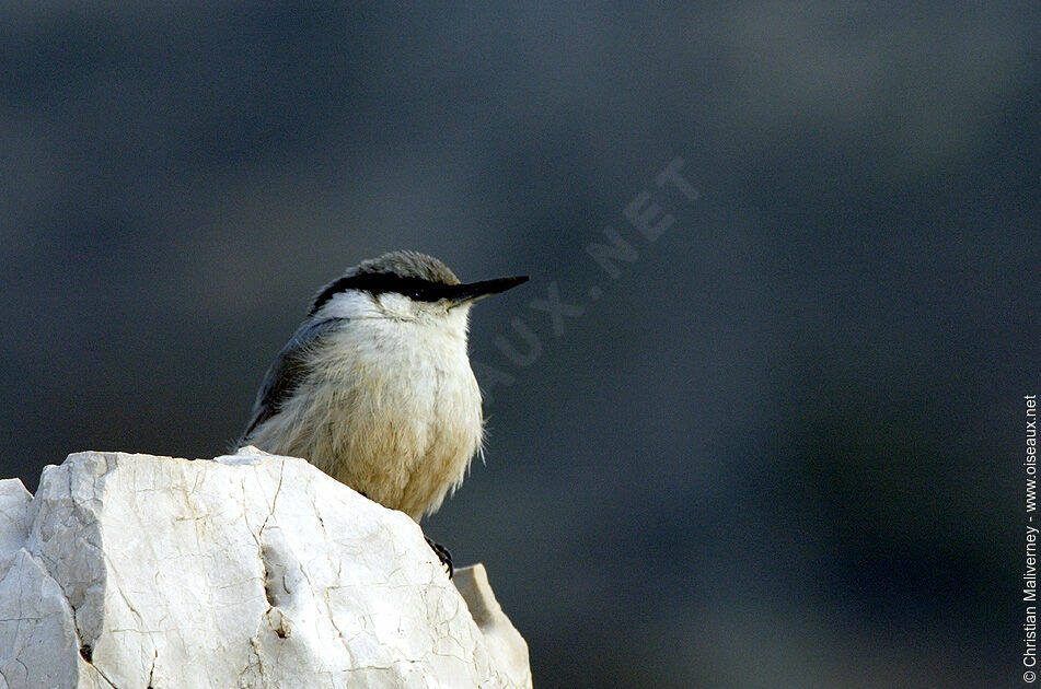 Sittelle de Neumayeradulte